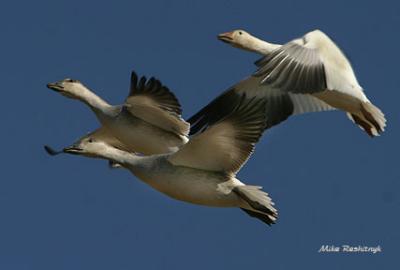 Keeping Up With The Kids - Greater Snow Geese