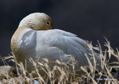 All Tuckered Out - Greater Snow Goose At Rest