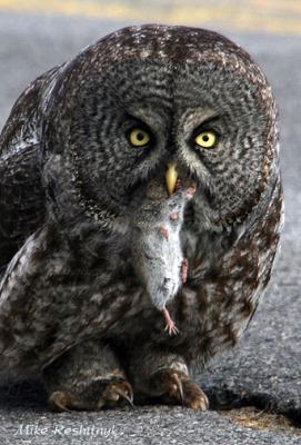 Successful Hunt - Great Grey Owl Cap Tourmente