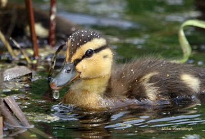Good To The Last Drop - Duckling