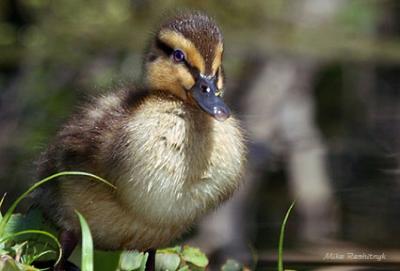 Little Puffball Duckling Watching Over His Domain