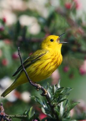 Duck's Day Off - Song Of Spring - Yellow Warbler