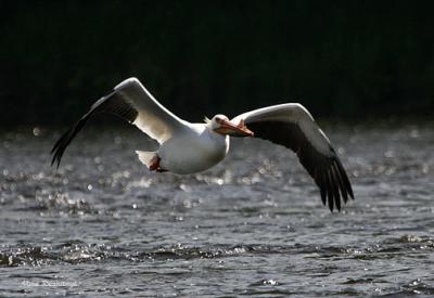 Unusual Visitor South Of Quebec City - American White Pelican
