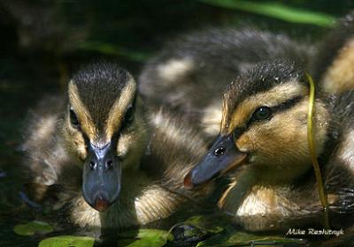 Playfull Siblings - Ducklings