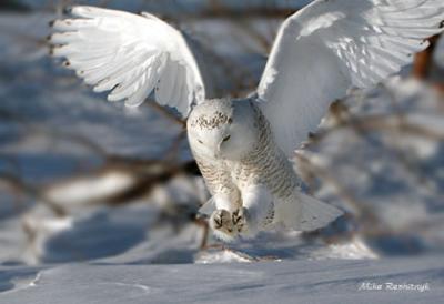 Getting A Grip On Life - Snowy Owl