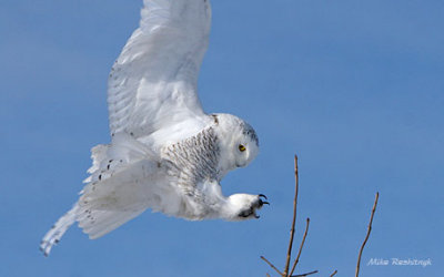 Snowy Owl Branching Out