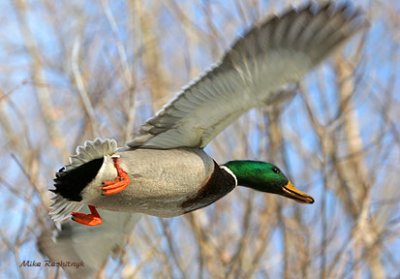 Umbrella-Like Wingspan In Action