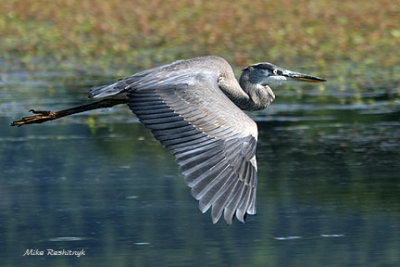 Duck's Day Off - Happy Heron