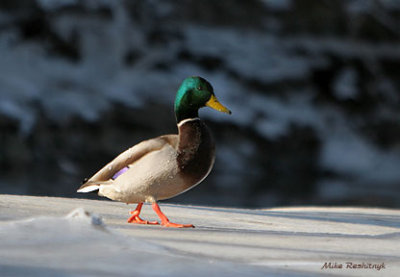 A Winter Stroll