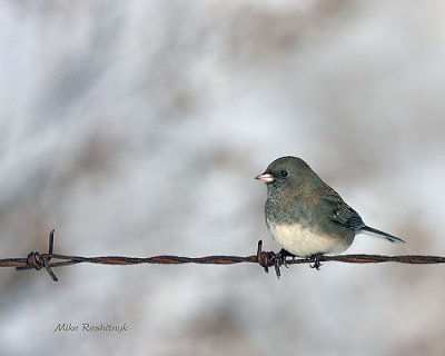 This Junco Is Wired For The Holidays