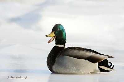 Heralding A Little Bit Of Joy - Mallard Duck