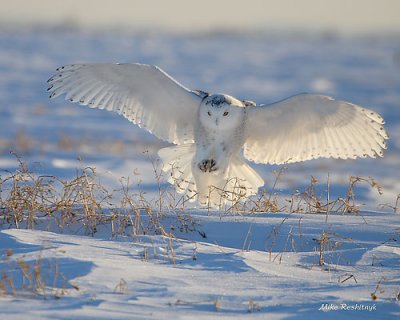 A Little Backlighting Never Hurts - Snowy Owl