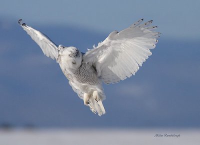 Slip Sliding Away - Snowy Owl