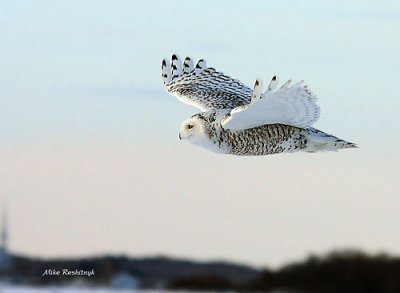 Early Morning Snowy Owl