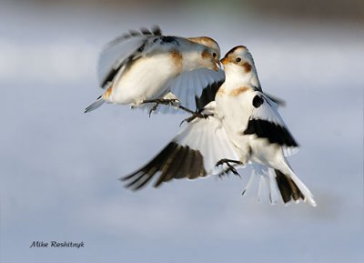 Aerial Ballet - Snow Buntings