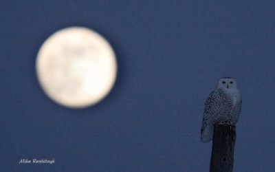 Snowy Owl With Full Moon