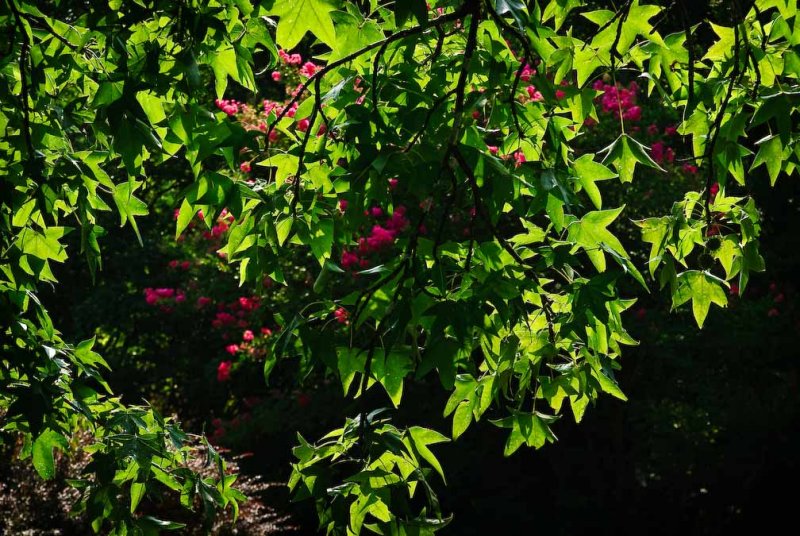 Morning Leaves