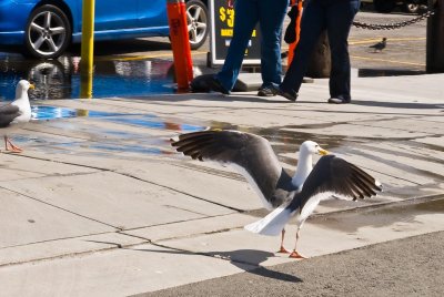 Urban Gull