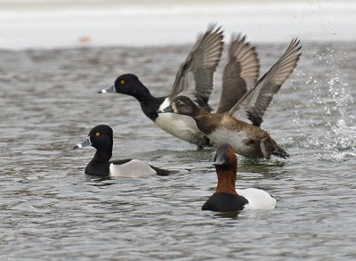 Ring-Necked Ducks and Canvasback