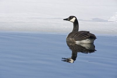 Canada Goose