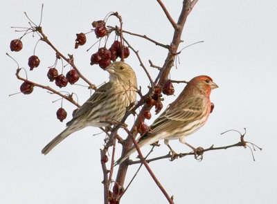 House Finch Pair