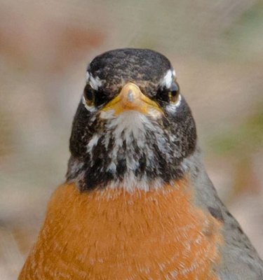 Angry Robin