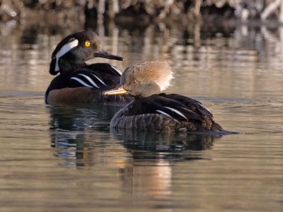 Hooded Mergansers