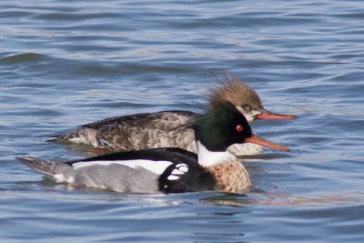 Red-Breasted Mergansers
