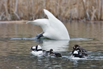 Buffleheads