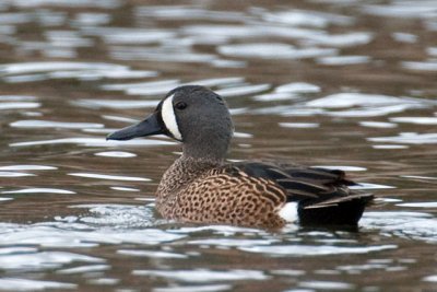 Blue-Winged Teal