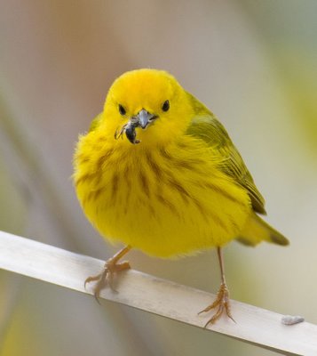 Yellow Warbler with Dinner
