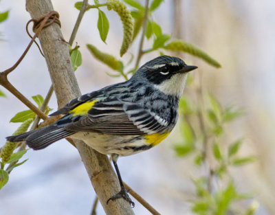 Yellow-Rumped Warbler