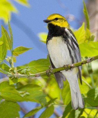 Black-Throated Green Warbler