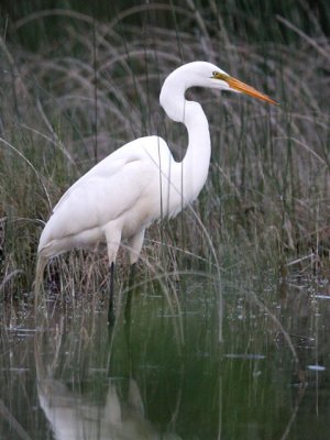 Great Egret in the Reeds