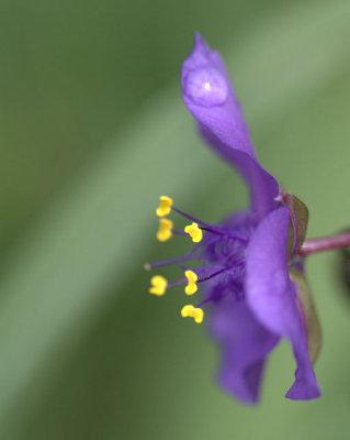 Spiderwort