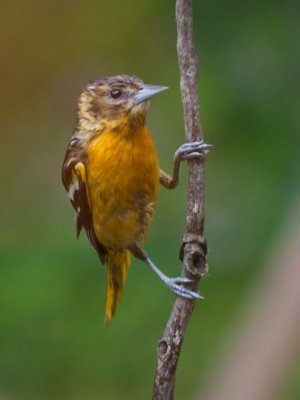 Fledgeling Baltimore Oriole