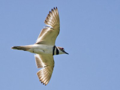Killdeer