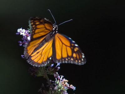 Monarch