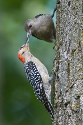 Red-Bellied Woodpeckers