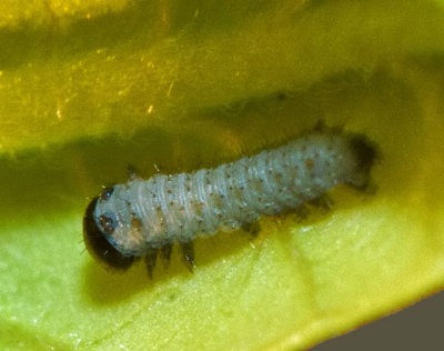 New Monarch Caterpillar