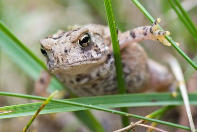 Toad in the Grass