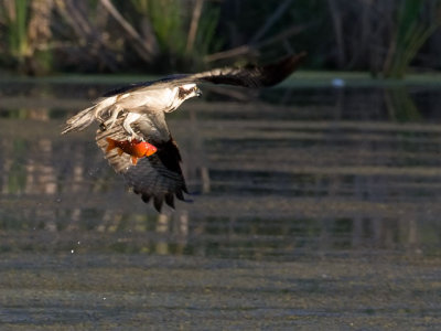 Osprey and Dinner