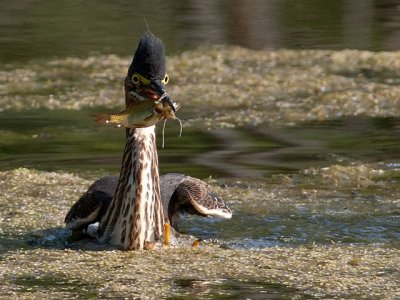 Green Heron With Catch