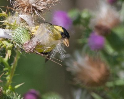 Thistle B DaMeal