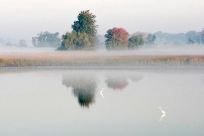Egrets in the Morning Fog