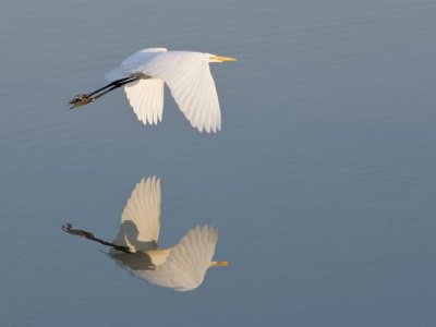Great Egret Reflection