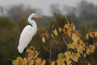 Egret in a Tree