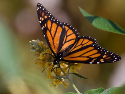 Late Season Monarch