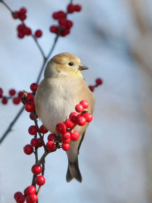 American Goldfinch