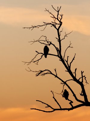 Red-Tails Silhouette